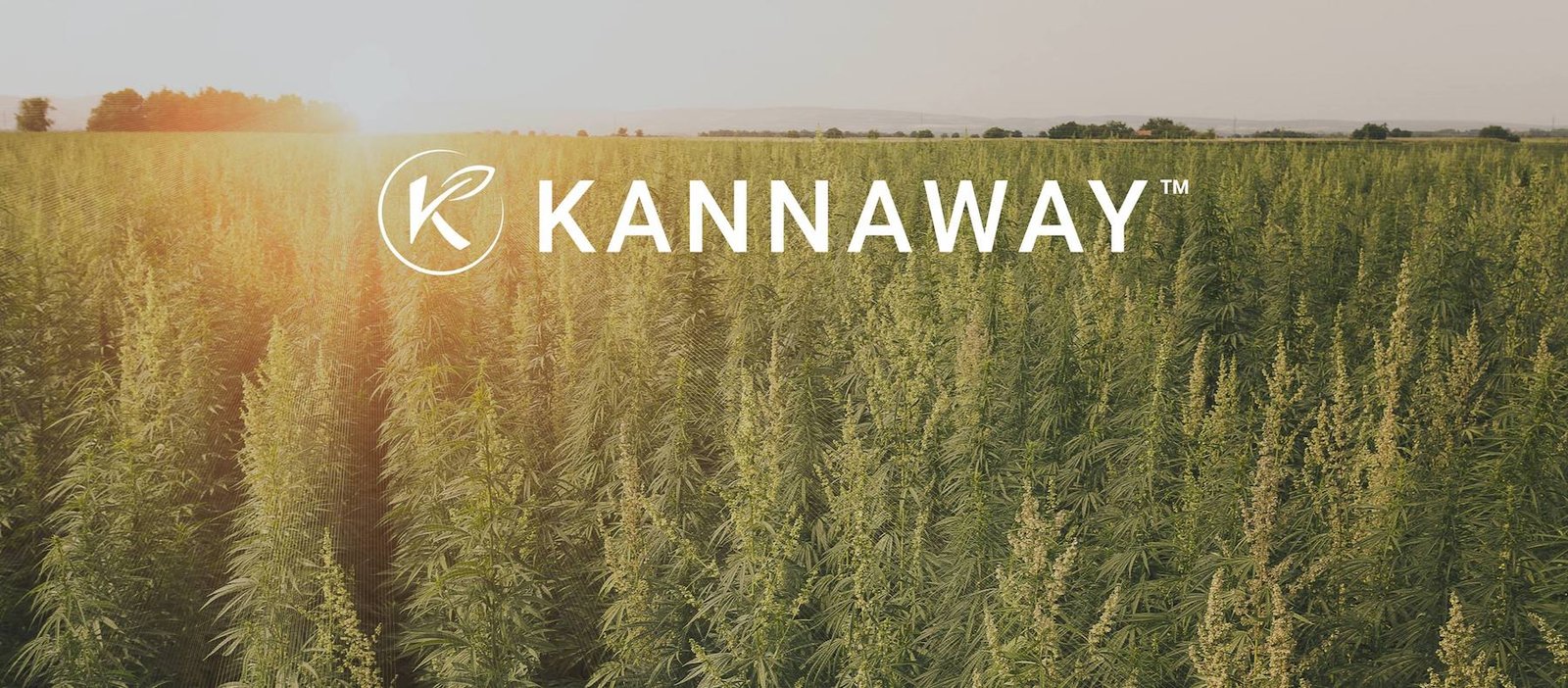 Hemp Oils for Hotels